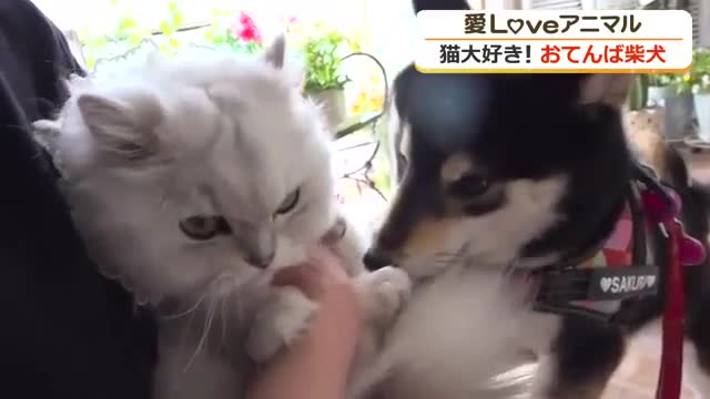 ネコ好き”な柴犬さくらちゃんは美容室の看板犬 頭をペロペロされたお