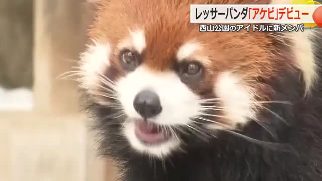 さっそく同居開始！仙台からやって来たレッサーパンダ「アケビ」ちゃん