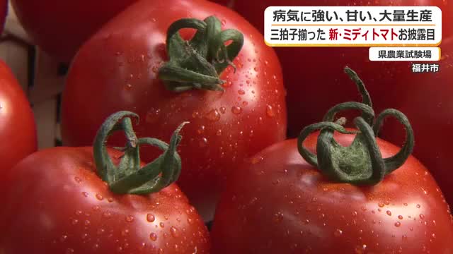 トマト プロフ見て下さいね☆  病気に強い！甘い！大量生産可能！三拍子そろったミディトマトが誕生 8
