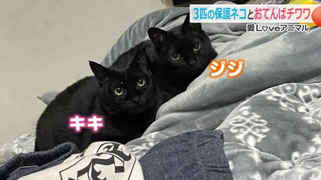 人見知りの黒ネコ「キキ」は「ジジ」ちゃんが大好き 3匹の保護ネコと