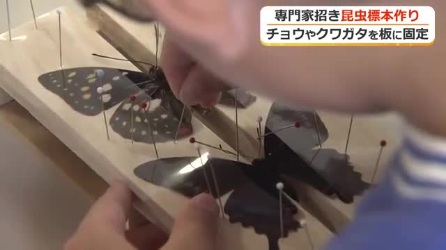 チョウやクワガタを慎重に…子供たちが昆虫標本作り ｜ニュース｜福井テレビ