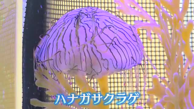 美しさと裏腹に猛毒も…若狭湾に生息する6種類のクラゲを紹介 若狭町の