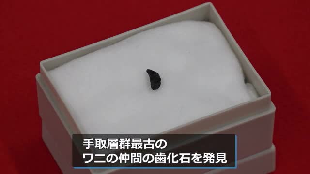 ペンタロフォドンの歯の化石 ペンタロフォドンの歯の化石