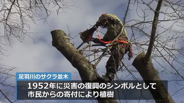 足羽川堤防のサクラ並木を次世代に 70年以上が経過し老朽化した木を“強